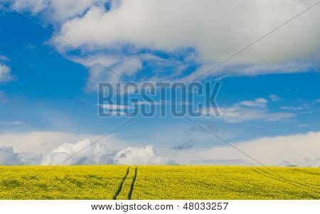 Rapeseed Field