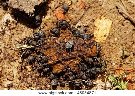 Dung Beetles In The Excreta