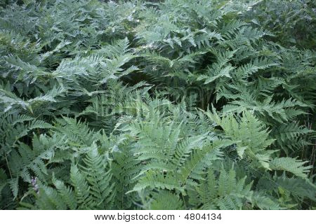Thrickets Pterophyta