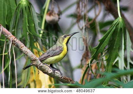 Sunbird