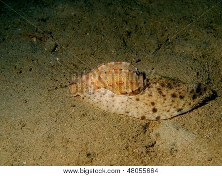 복족류 mollusc
