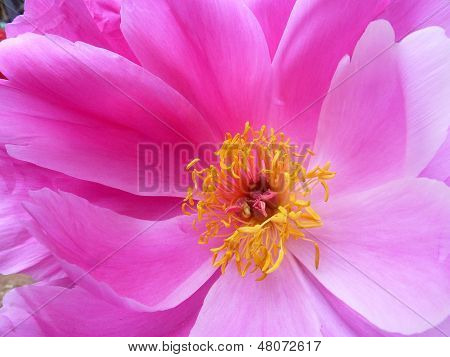 Single Pink Peony