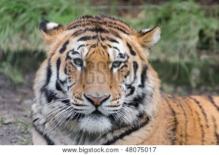 Tiger headshot