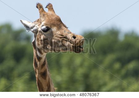 Giraffe pulling funny face
