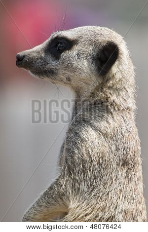Meerkat