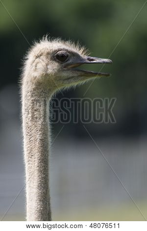Ostrich head