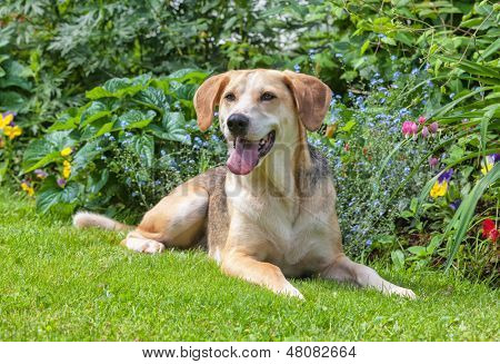 Porträt von einem Foxhound-Beagle zu überqueren, im Garten