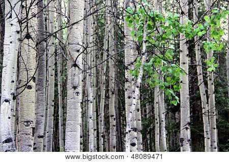 Aspen puut...