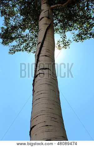 Aspen puiden...