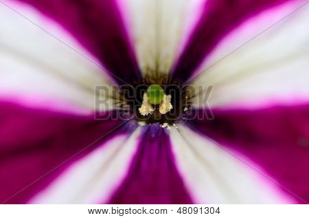 Cerca de un púrpura y blanco Petunia