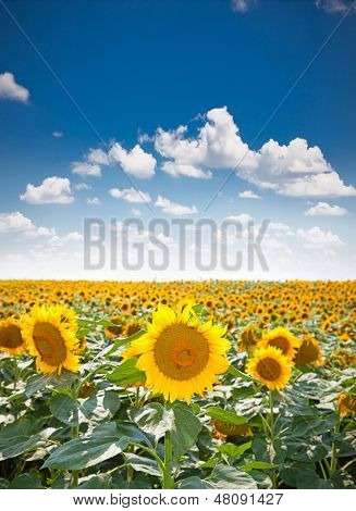 Wunderschöne Landschaft mit Sonnenblumenfeld über wolkenlos blauen Himmel und hellen Sonne Leuchten, Staro Selo, Ser