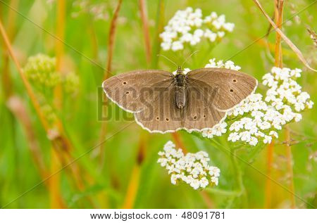 Tirabuzón (Aphantopus hyperantus)
