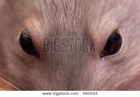 Olhos de close-up de um rato