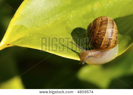 Helix Aspersa Iv