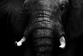 Artistic Black And White Elephant