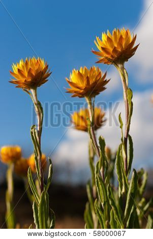 Daisies