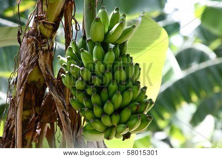 Banana Plantation
