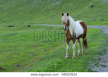 Icelandic Horse Against Summer Evening Landscape