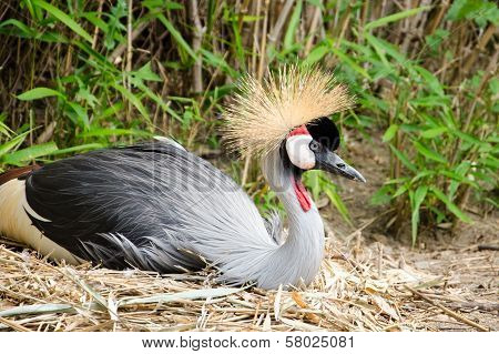 The Grey Crowned Crane (Balearica regulorum) is a bird in the crane family Gruidae.