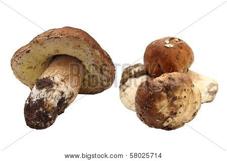 Fungi Porcini Right From The Forest
