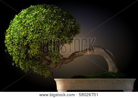 Bonsai tree