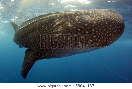 Whale Shark