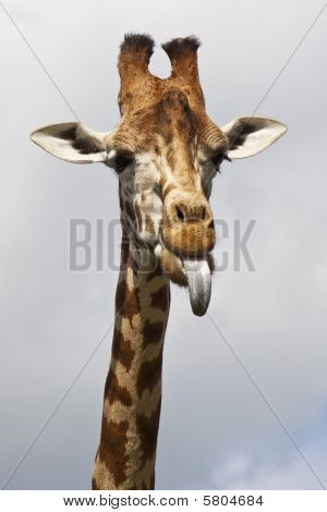 Jirafa