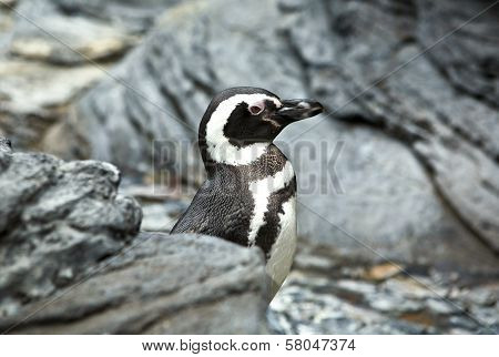 Aquarium Of Lisbon Penguin