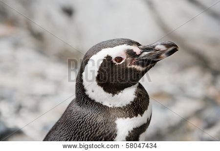 Penguin Portrait