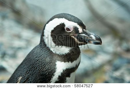 Penguin Closeup