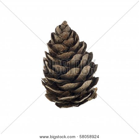 Pine Cone