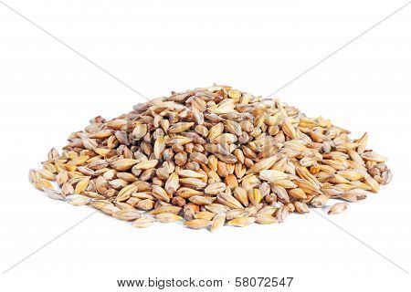 Pile Barley Grain (hordeum) Isolated On White Background.