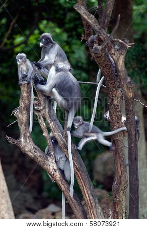 Monkey Family On Tree ( Presbytis Obscura Reid ) .