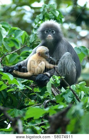 Monkey Mother And Her Baby ( Presbytis Obscura Reid ).