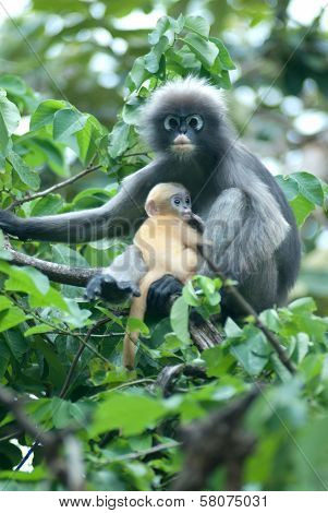 Monkey Mother And Her Baby ( Presbytis Obscura Reid ).