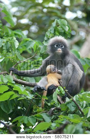 Monkey Mother And Her Baby ( Presbytis Obscura Reid ).