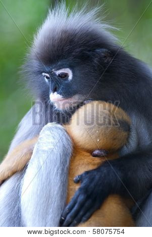 Monkey Mother And Her Baby ( Presbytis Obscura Reid ).