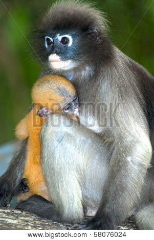 Monkey Mother And Her Baby ( Presbytis Obscura Reid ).