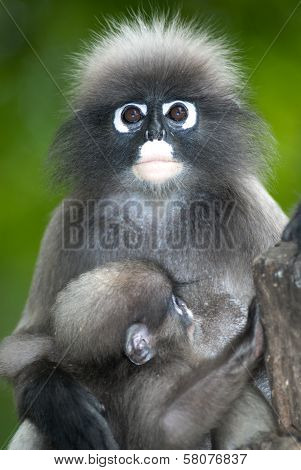 Monkey Mother And Son ( Presbytis Obscura Reid ).
