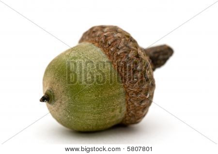 Acorn.