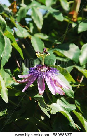 Lavender Lady Passiflora