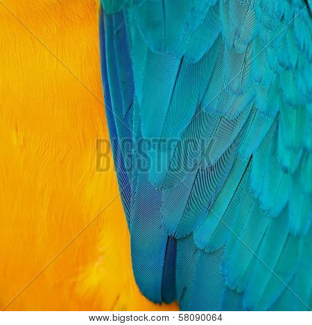 Blue And Gold Macaw Feathers