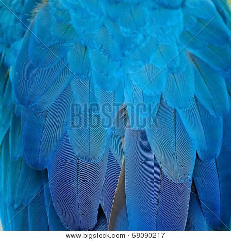 Blue And Gold Macaw Feathers