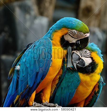 Blue And Gold Macaw