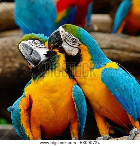 Blue And Gold Macaw