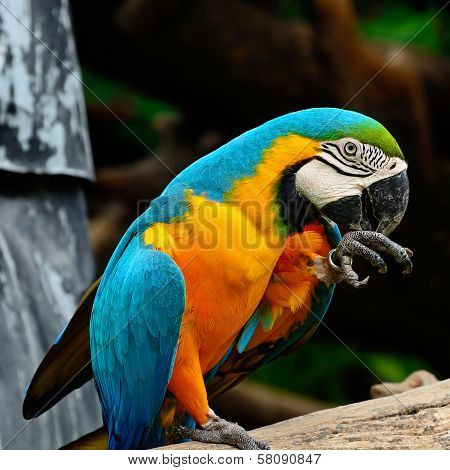 Blue And Gold Macaw