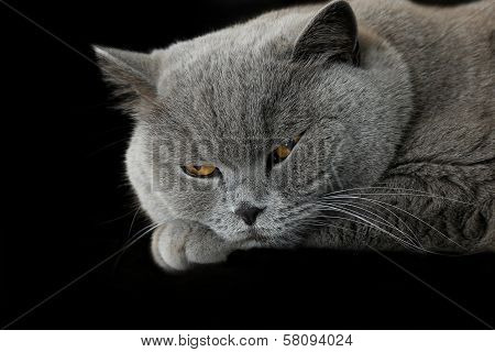 Sleepy Grey British Cat