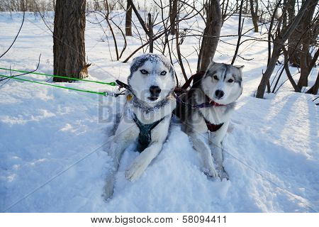 Siberian Huskies