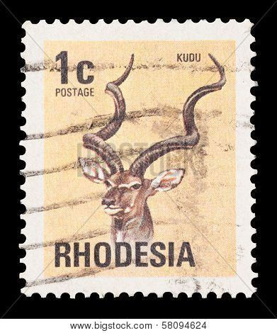 Kudu Antelope