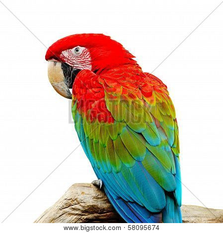 Greenwinged Macaw